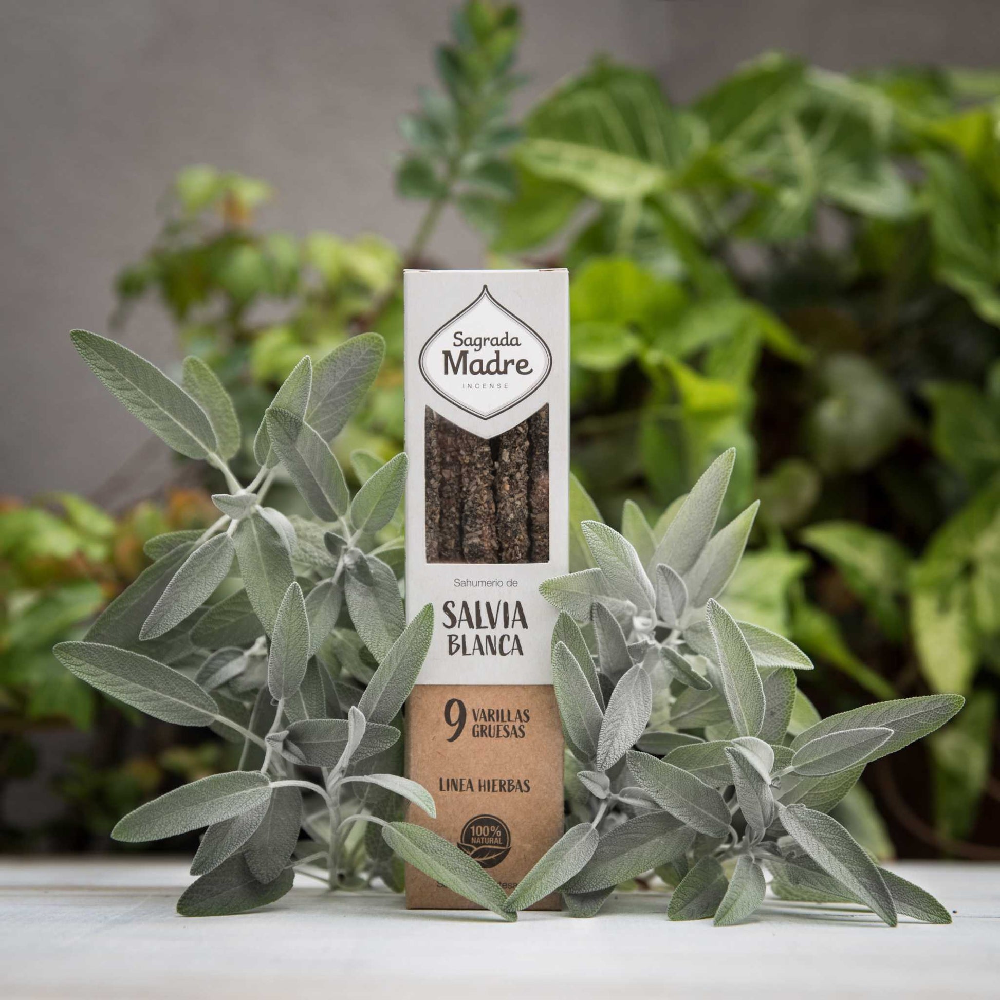 Sahumerio de Salvia Blanca hecho a mano con varillas gruesas y duración de 50 minutos, rodeado de hojas de salvia.